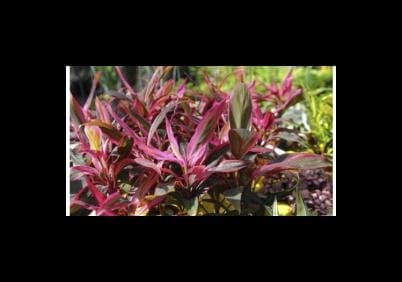 Avalle Floricoltura - Vivaio - Immagine 2