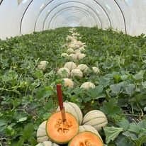 Azienda Agricola Cavaleri Giuseppe - Immagine 1