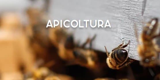 Azienda Agricola Cintrone - Immagine 1