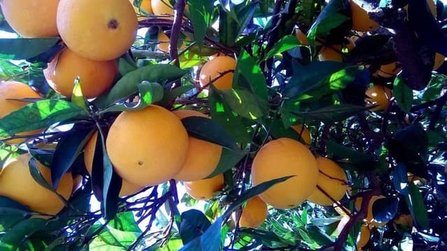 Azienda Agricola Di Giorgi Maurizio - Immagine 1
