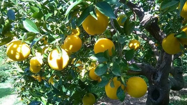 Azienda Agricola Di Giorgi Maurizio - Immagine 2