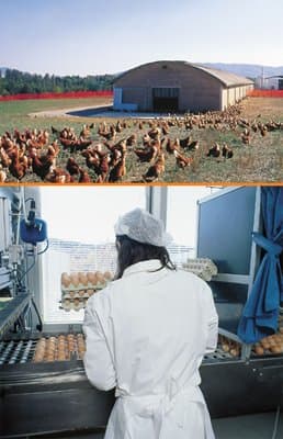 Azienda Agricola Le Pescine - Immagine 1