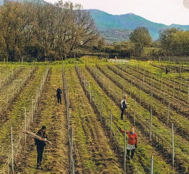 Azienda agricola Raciti - Immagine 2