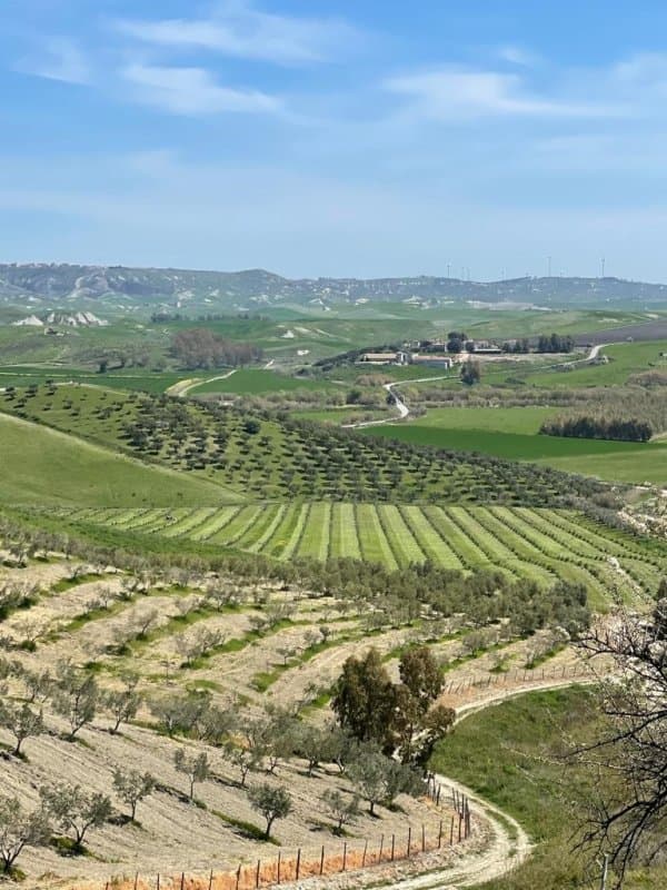 Azienda Agricola Salvatore Carvelli - Immagine 1