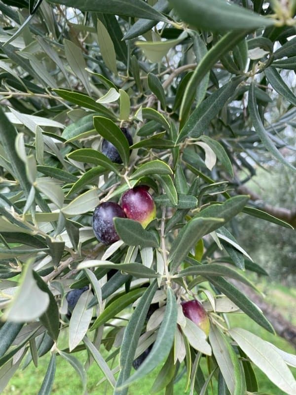 Azienda Agricola Salvatore Carvelli - Immagine 2