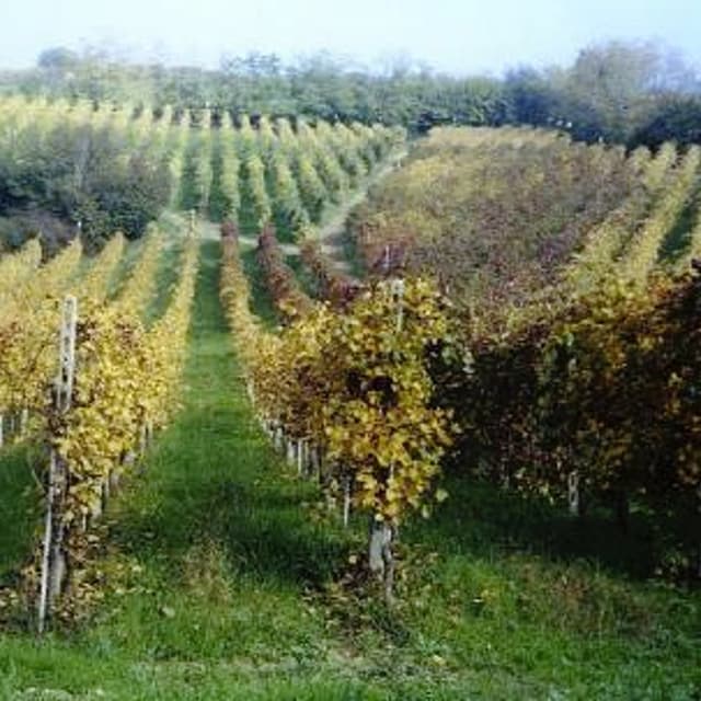 Azienda Agricola Santa Rita - Immagine 1