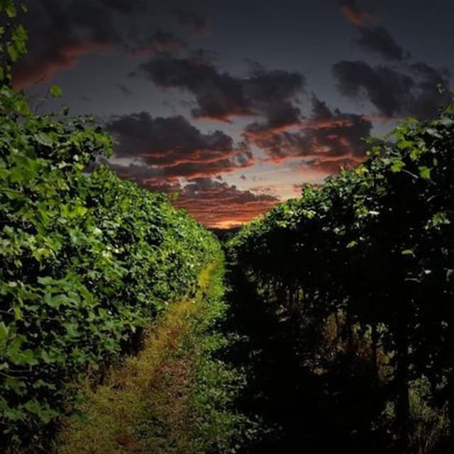 Azienda Agricola Vitivinicola Barazza - Immagine 1