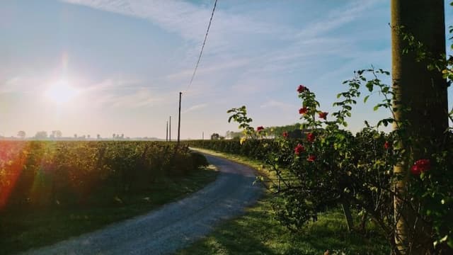 Azienda Vitivinicola Zanette Giovanni - Immagine 1