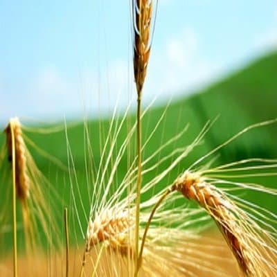 Bea Biotecnologie per L'Ecologia e L'Agricoltura - Immagine 2