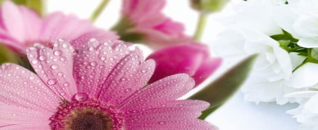 Beleggia Sandro Fiori e Piante - Immagine 1