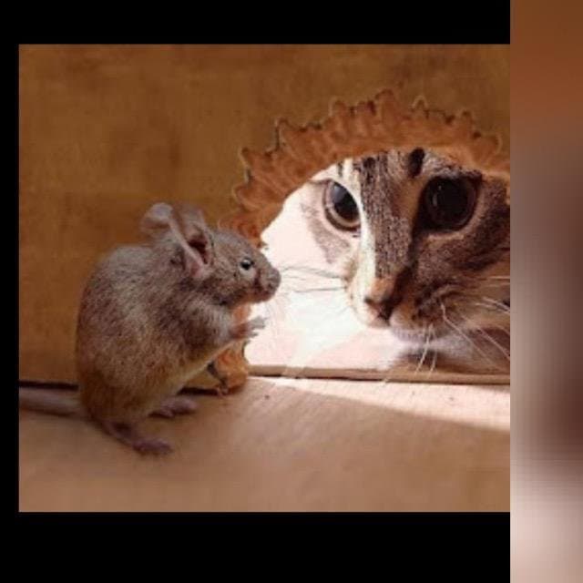 Bengasi 26 Citta' Metropolitana di Cundari Francesco - Immagine 1