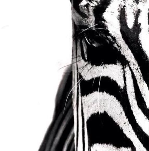 Black E White Management - Immagine 1