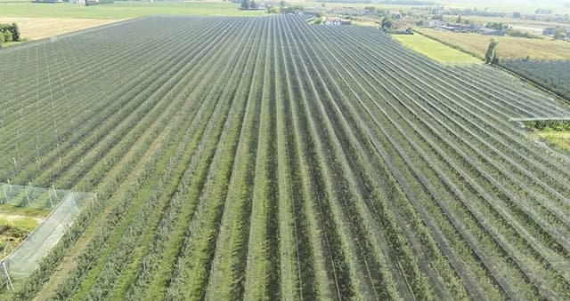 Bonvini Pali - Immagine 2