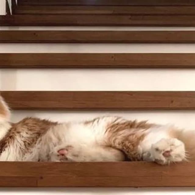 Bozzacco Pavimenti in Legno - Immagine 2