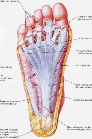 Cancarini Dott.ssa Valentina - Immagine 1