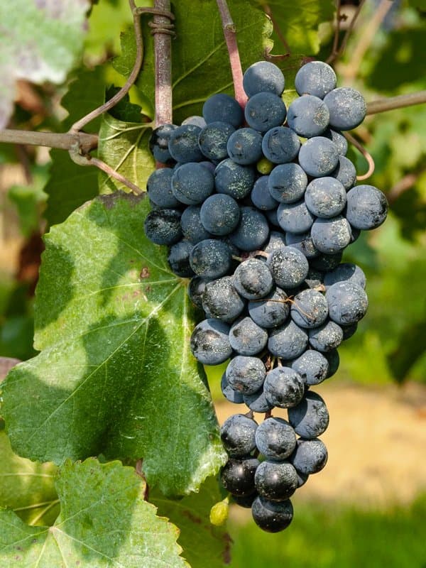 Cantina Cavalli - Immagine 2
