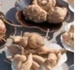 Casaroli - Fiori Sementi Concimi e Consulenze Tecniche - Immagine 2