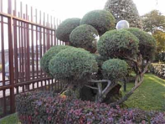 Cavaglià Alessio Giardinaggio - Immagine 1