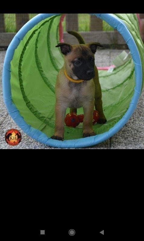 Centro Cinofilo La Tana dei Lupi - Allevamento Aus Der Krummholz - Immagine 2