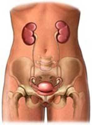 Centro Medico Urologico Dr. V. Milioto & Dr. G. Minacapilli - Immagine 1