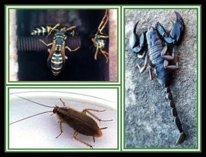 C.I.A. Disinfestazioni e Derattizzazioni - Immagine 1