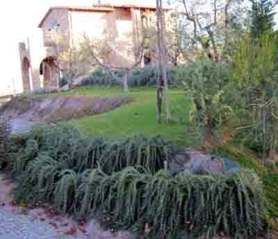 Cinti Vivai Piante e Fiori - Immagine 1