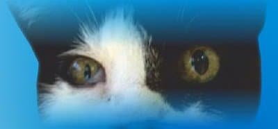 Clinica Veterinaria Magna Graecia - Immagine 1