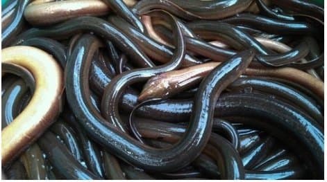 Conte Gianluca Commercio Pesci e Anguille - Immagine 1