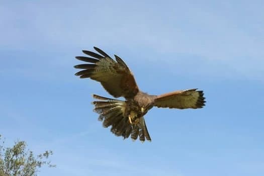 Falconeria Bergamotti S.r.l.s. - Immagine 2