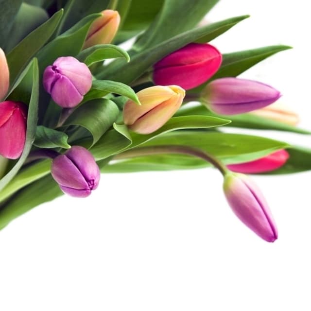 Fioreria Confetteria Peroni - Immagine 1