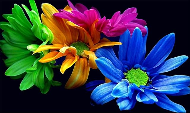 Fioreria Elledi - Immagine 2