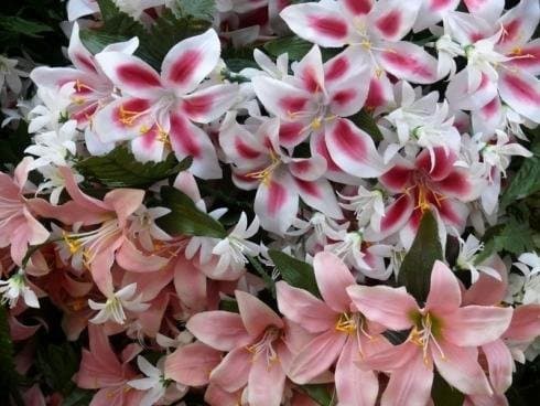 Fioreria Giardino Agordino - Immagine 2