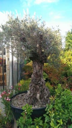 Fioreria Piol Dori - Immagine 2