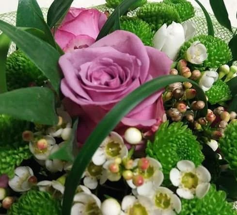 Fiori e Piante Rosetta - Immagine 1