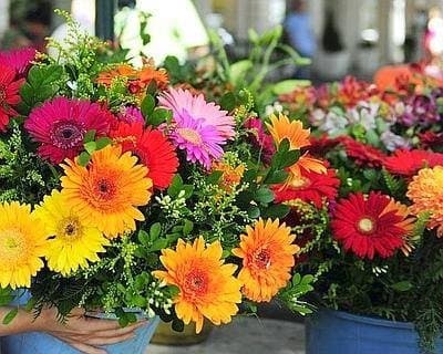 Fiori Edda - Immagine 1