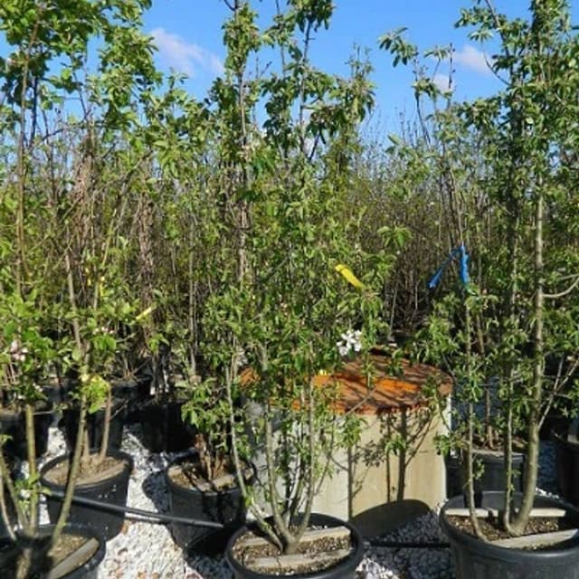 F.lli Andreini Piante - Immagine 1