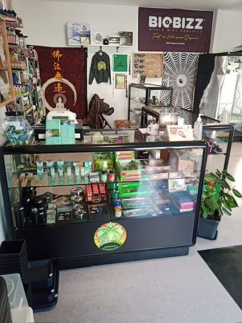 Flora Kings Grow Shop Head Shop Seed Shop Canapaio Trento - Immagine 1