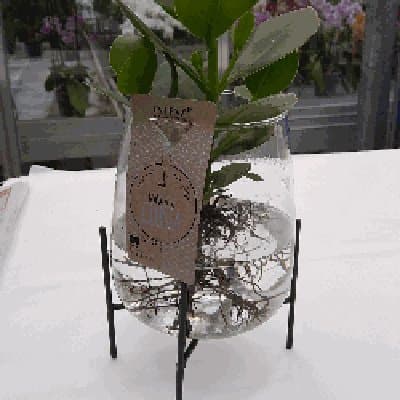 Floricoltura e Fioreria Ianes - Immagine 2