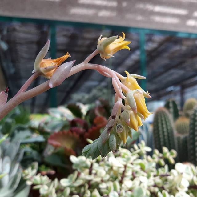 Garden Center di Mombelli Giuseppe - Immagine 2