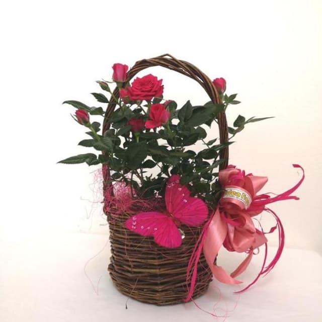 Idea Fiore - Faxiflora - Immagine 2