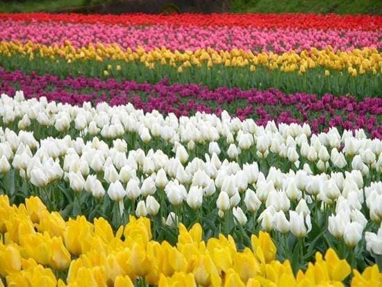 Ingroflowers Ingrosso Piante e Fiori di Michele Fagone - Immagine 1