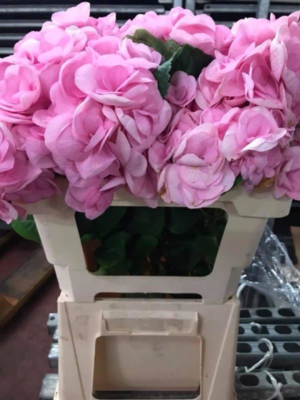 Ingroflowers Ingrosso Piante e Fiori di Michele Fagone - Immagine 2