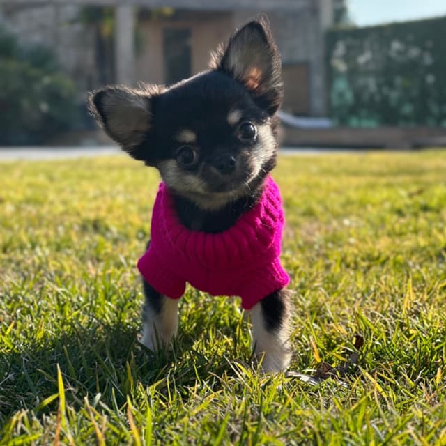 Konichihuahua allevamento chihuahua - Immagine 1