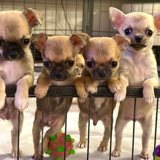 Konichihuahua allevamento chihuahua - Immagine 2