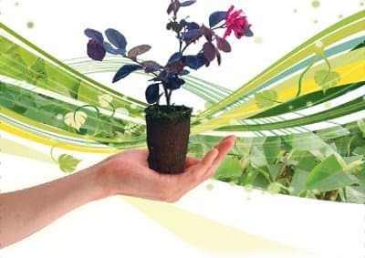 Little Plant Vivaio - Immagine 1