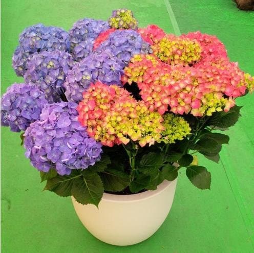 M B Garden - Immagine 1