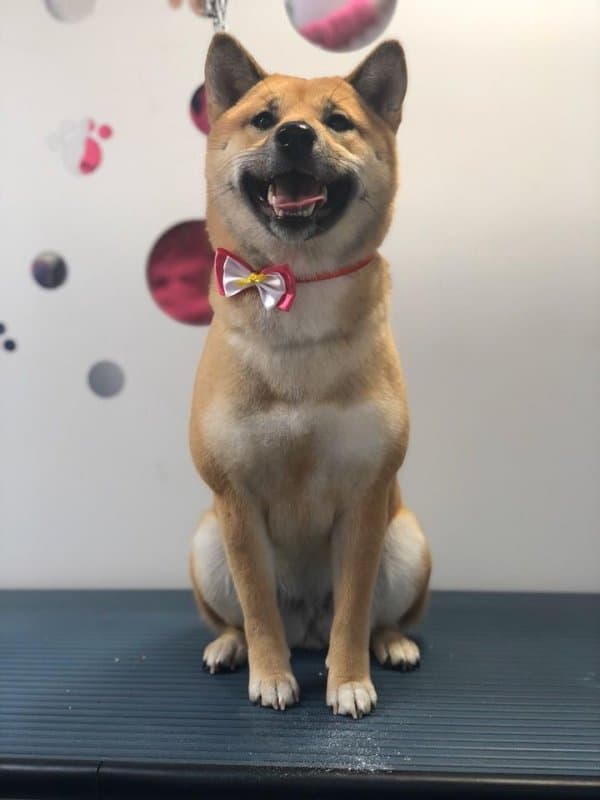 Mrs Patty - Immagine 1