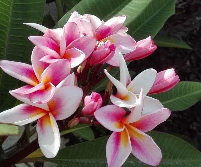 My Garden - Il verde che piace! - Immagine 1