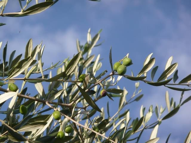 Nuova Franci e Soldati - Immagine 1