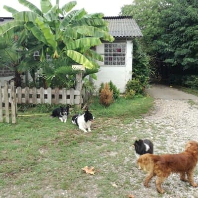 Oasi del Cane Pensione per animali domestici - Immagine 1